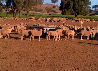Photo 5. VALTON FEEDER